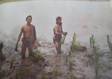 Le repiquage du riz pour la récolte de juin