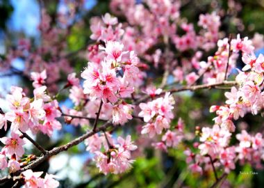 Ouverture de la 1ère fête des fleurs de cerisier de Dà Lat