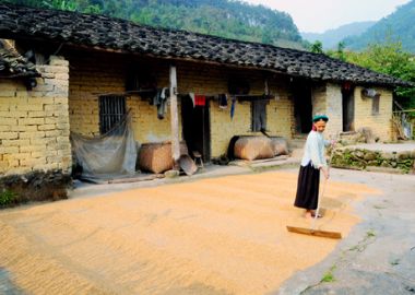 Au mileu de l'aire de séchage du riz(après la moisson)