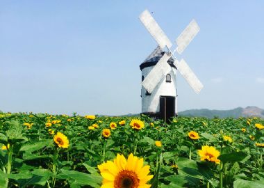 Visite le champ de fleurs de tournesols à Bac Giang – Séjour au Vietnam