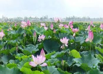 La Semaine culturelle et touristique à Dong Thap 2019