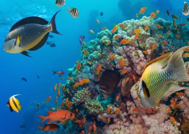 Les meilleurs spots de plongée sous-marine sud-africains