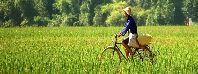 Village de Tra Que 1