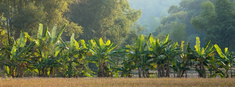 Trésors du Vietnam 1