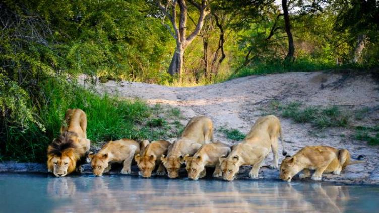 Lune De Miel En Afrique safari et plages de sable fin 2