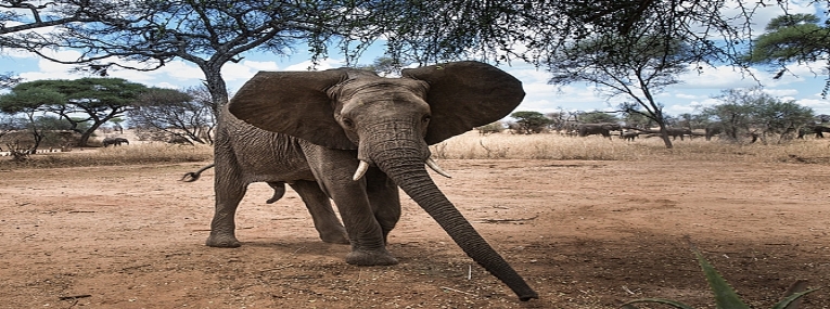 Afrique du Sud Hors des sentiers battus Safaris en terre Tsonga 4