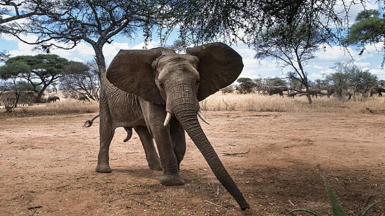 Afrique du Sud Hors des sentiers battus Safaris en terre Tsonga 4