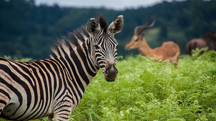 Afrique du Sud Hors des sentiers battus Safaris en terre Tsonga 5