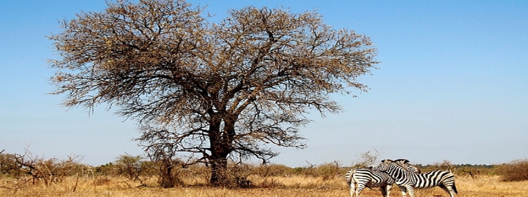 Tour d’horizon : Kruger, Le Cap et la route des jardins 1