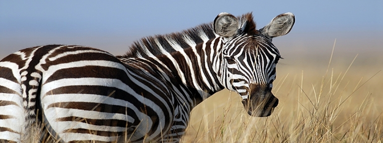 Tour d’horizon : Kruger, Le Cap et la route des jardins 5