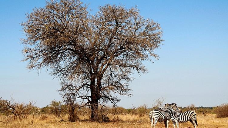 Tour d’horizon : Kruger, Le Cap et la route des jardins 1