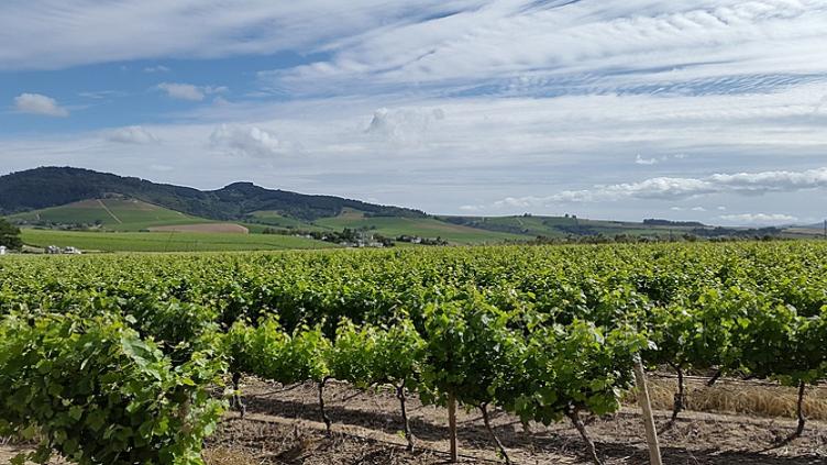 Tour d’horizon : Kruger, Le Cap et la route des jardins 10