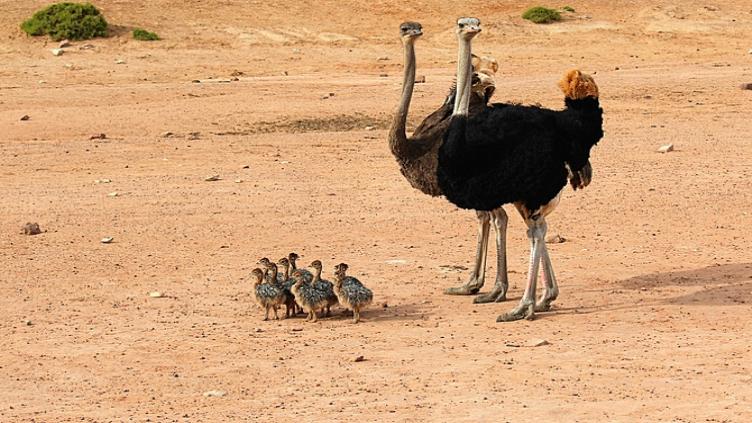 Tour d’horizon : Kruger, Le Cap et la route des jardins 11