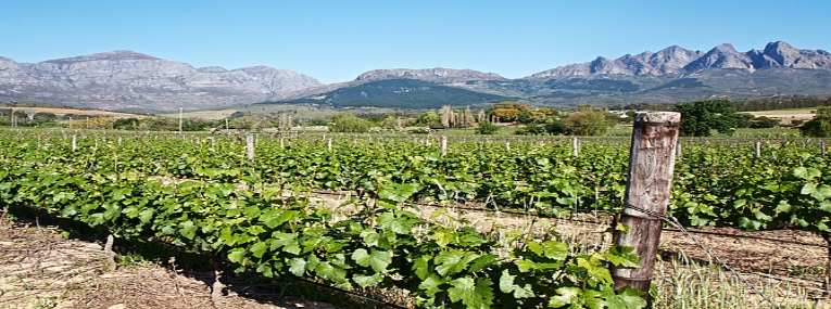 L'Afrique du Sud: Le Cap, safari et plage 1