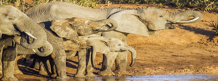L'Afrique du Sud: Le Cap, safari et plage 4