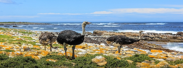 L'Afrique du Sud: Le Cap, safari et plage 8