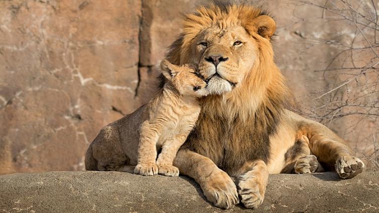 L'Afrique du Sud: Le Cap, safari et plage 9