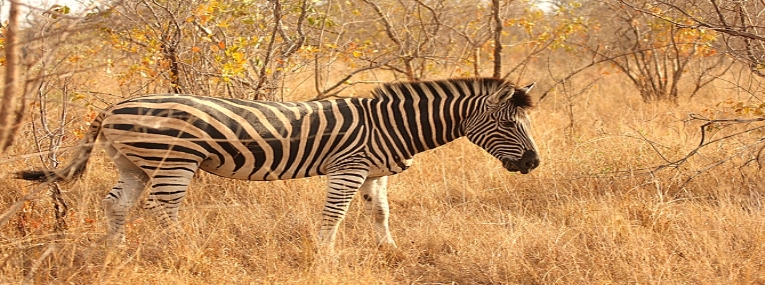Romance sud-africaine et lagons du Mozambique 1