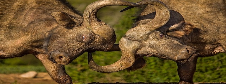 Sur la route des jardins - Entre la terre et la mer 6