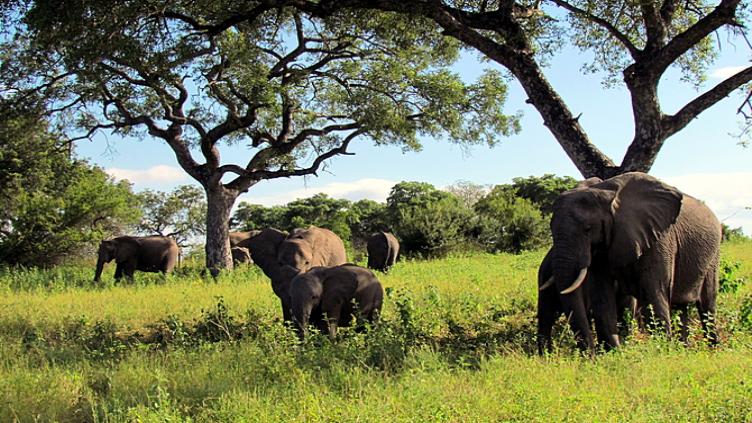 Cape Town, Kruger et mers turquoises du Mozambique 1