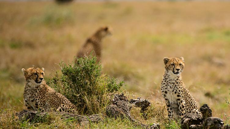 L'aventure en famille De Johannesbourg à Durban, 2