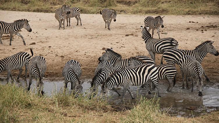 L'aventure en famille De Johannesbourg à Durban, 9