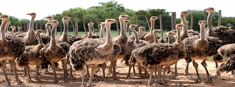 En famille: Route des jardins et safaris 4