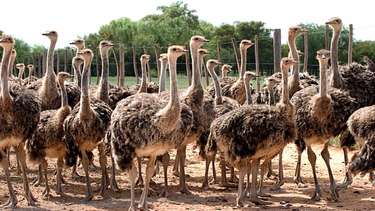 En famille: Route des jardins et safaris 5