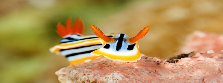 Safaris et plongées Afrique du Sud et Mozambique 1