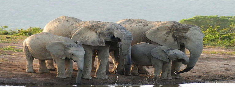 Safaris et plongées Afrique du Sud et Mozambique 3