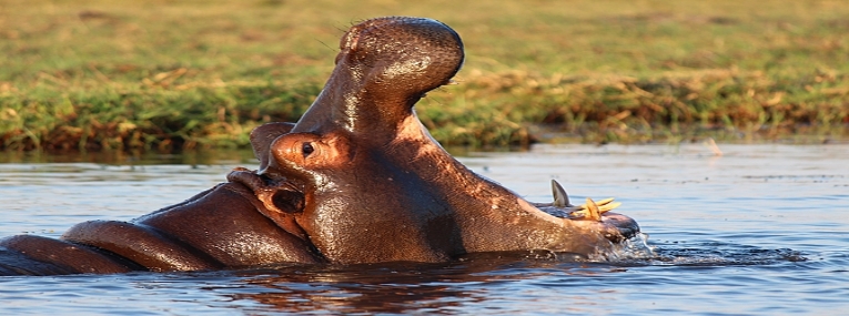 Safaris et plongées Afrique du Sud et Mozambique 5