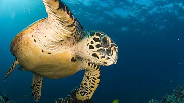 Safaris et plongées Afrique du Sud et Mozambique 1