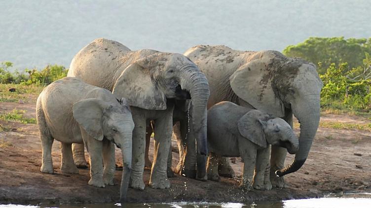 Safaris et plongées Afrique du Sud et Mozambique 4