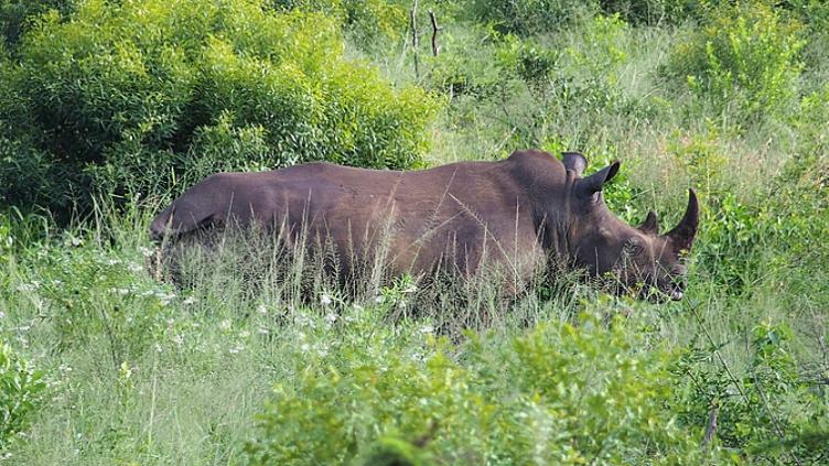 Safaris et plongées Afrique du Sud et Mozambique 5
