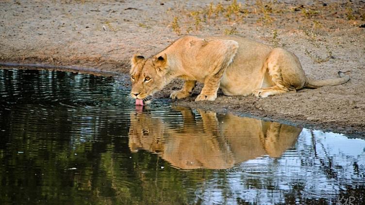 Safaris et plongées Afrique du Sud et Mozambique 6