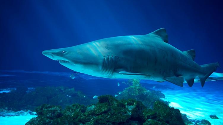 Safaris et plongées Afrique du Sud et Mozambique 9