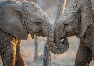 Afrique du Sud avec Safaris et grands espaces