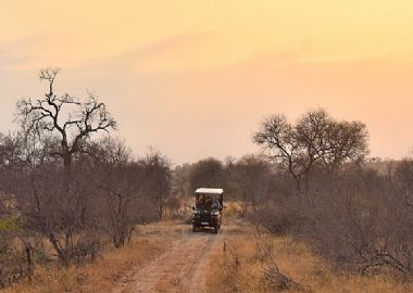 Tour d’horizon : Kruger, Le Cap et la route des jardins