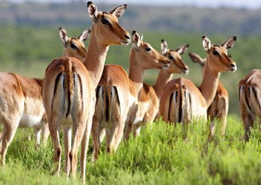 Safari à l'infini, Kruger légendaire