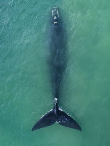 Le grand carnaval des animaux
