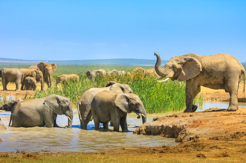 parc national adde elephant