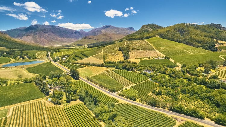 La route des vins : à explorer sans aucune modération