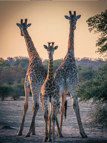 Le grand carnaval des animaux